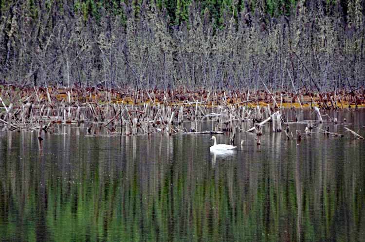 lake scene
